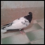 IMG_2014-09-29_09_22_ ... .jpg